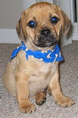 A small, tan with black Puggle Puppy is sitting on a tan carpet wearing a blue bandana with bones on it. Its eyes are glowing blue.